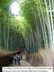 Arashiyama10