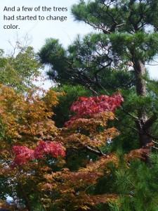 Arashiyama15